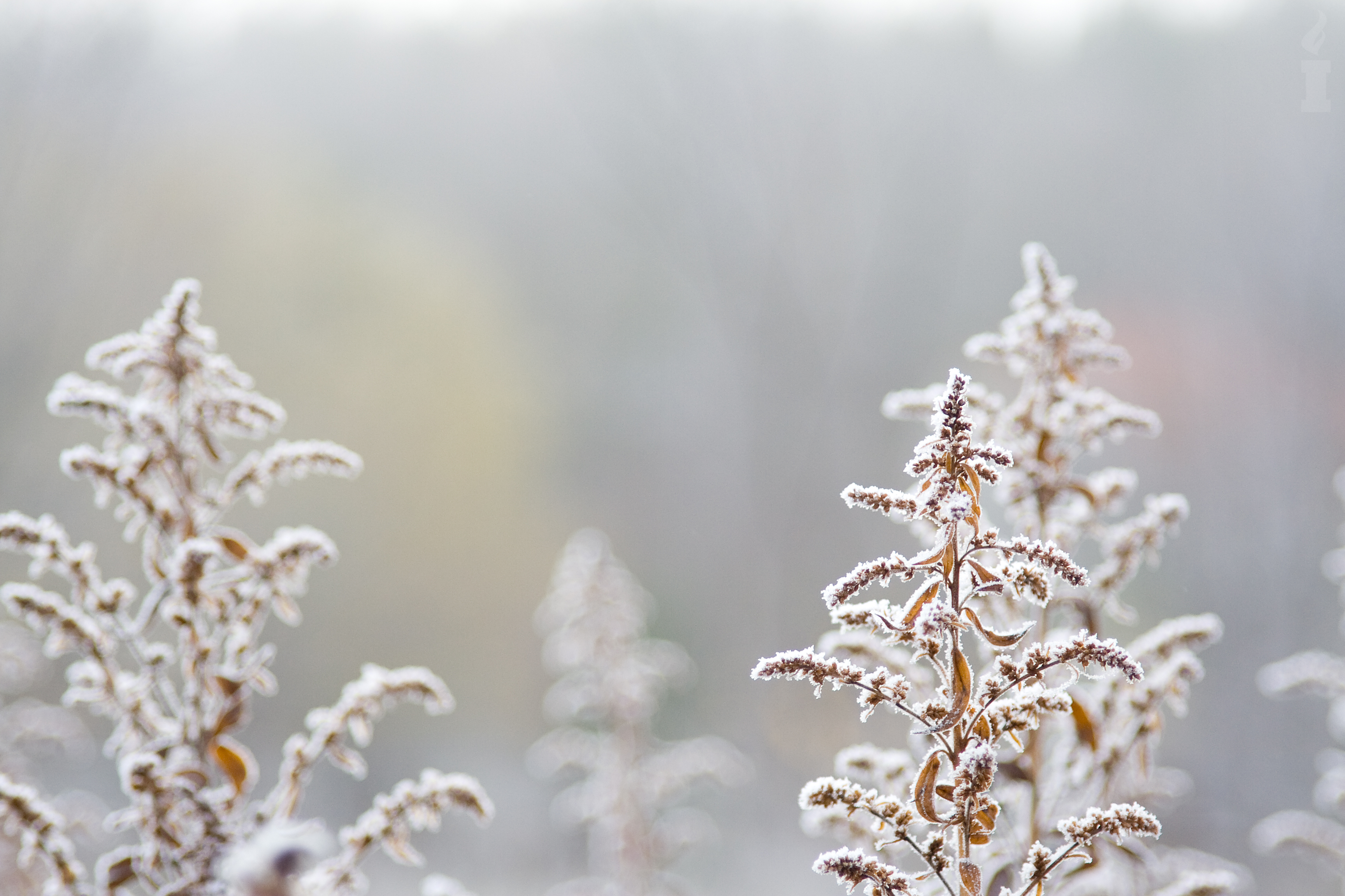 高清雪景宽屏壁纸合集