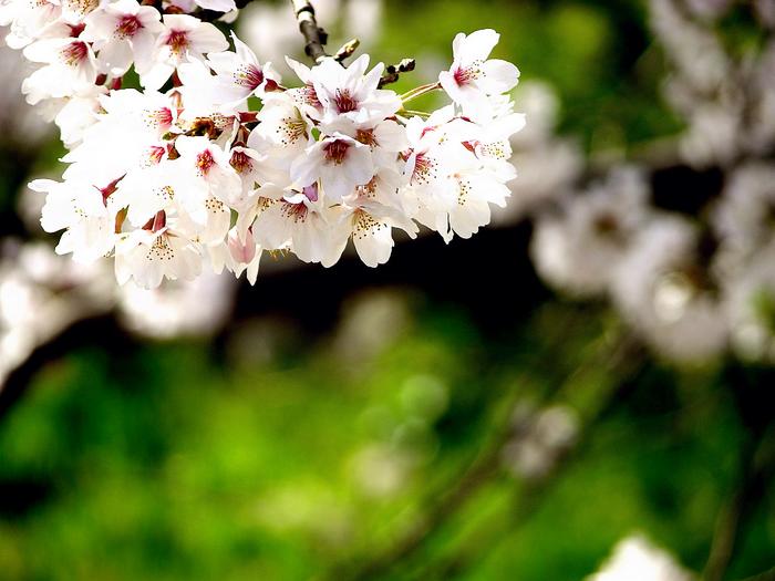 樱花时节 赏花壁纸