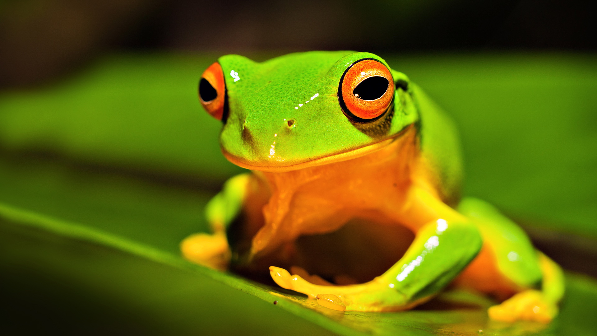 青蛙为什么跳得比树高成语_跳得远又简单青蛙折纸(2)