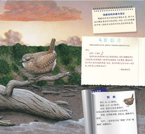 《蓝色乐团观鸟之旅》之狂野海岸历险记精彩连载