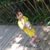 nonie
