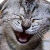 mitou