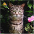 ������