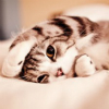 �鿴�������ĸ�����ҳ