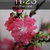 HING15