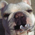 dogy101