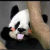 会变身的狸猫