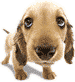 ɭ��