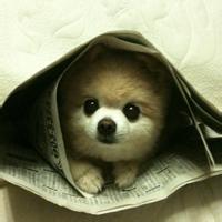 念向松