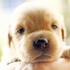 �鿴seeseedog�ĸ�����ҳ
