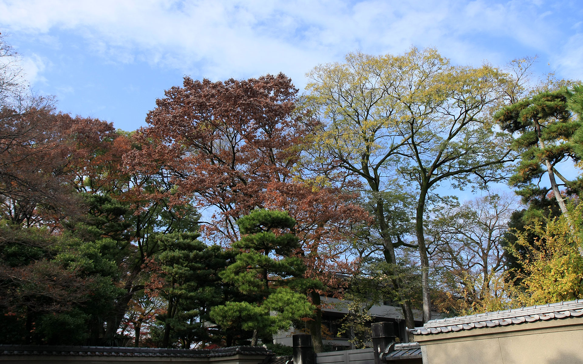 日本京都下鸭神社红叶 风景 太平洋电脑网