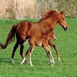 fjyqr63